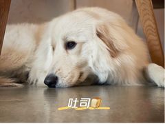 -尤加利咖啡馆