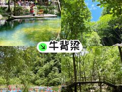 -牛背梁国家森林公园