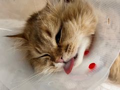 -宠爱国际动物医院· 猫科· 外科·中兽医(长白店)