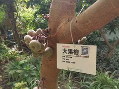 -呀路古热带植物园