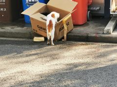 -宠颐生斯嘉宠物医院·急重症·心内科(谷阳北路分院)