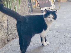 -喵屿·大理花园猫咖