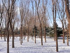 -大兴滨河森林公园