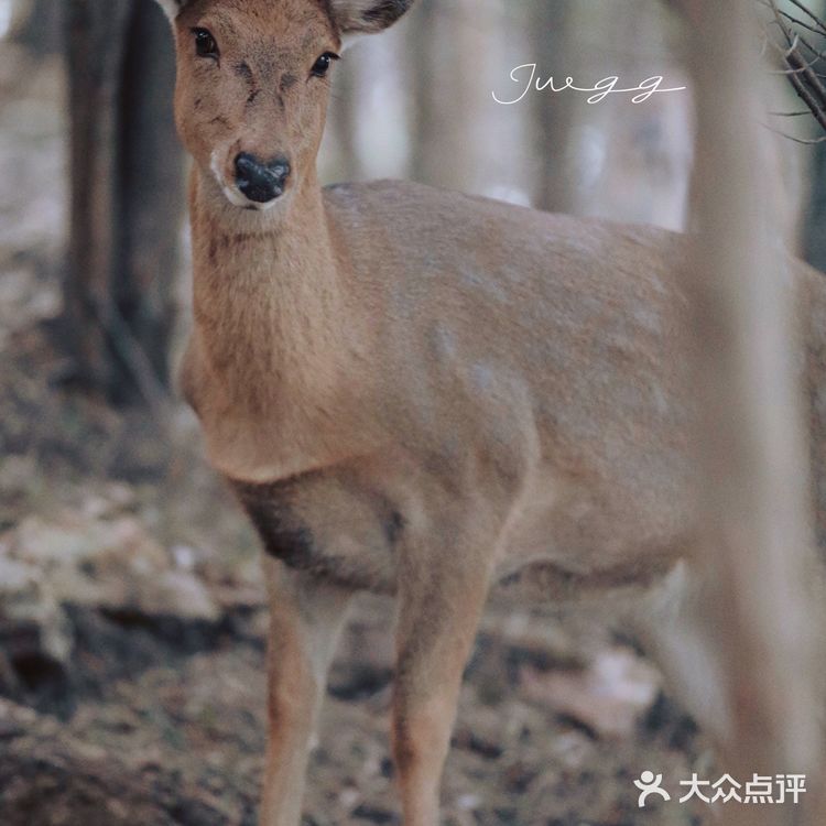  大连野生梅花鹿最多的地方，白云山看鹿攻略
