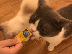 -猫友咖啡店(玉林西路店)