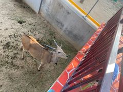 -西霞口神雕山野生动物世界