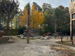 -上海野生动物园老虎餐厅