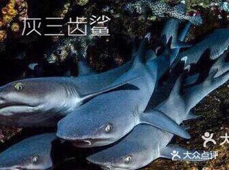 路过的鱼儿会把它们的皮肤当作“猫抓板