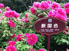 -洛阳市牡丹公园