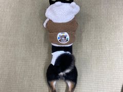 -逗柴咖啡屋·狗咖猫咖宠物桌游