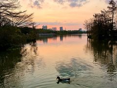 -海珠湖公园
