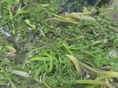 -庆岭迎宾园正宗活鱼馆