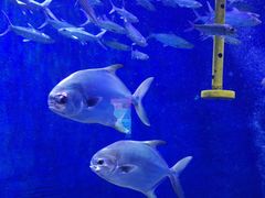 -成都浩海立方海洋公园