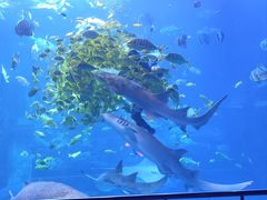 -太平洋海底世界