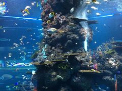 -新加坡海洋生态馆