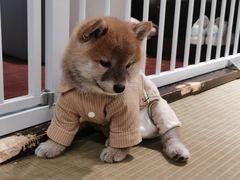 -逗柴咖啡屋·狗咖猫咖宠物桌游
