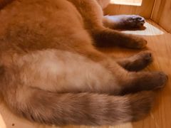 -藏猫猫咖啡主题馆(中央大道店)