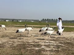 -盐城丹顶鹤湿地生态旅游区
