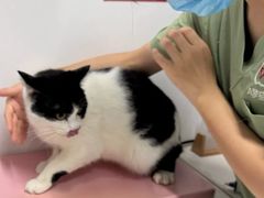 -御宝贝·A梦猫科宠物医院(国际猫友好医院)