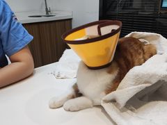 -御宝贝·A梦猫科宠物医院(国际猫友好医院)