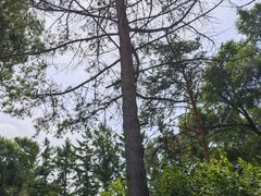 -黑龙江省森林植物园