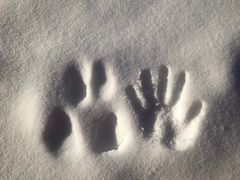 -五营红松林海景区