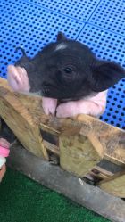 -萌宠亲子动物乐园(槐房万达店)