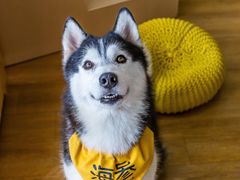 -Husky Go! 哈士奇体验馆·宠物咖啡厅狗咖