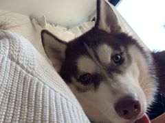 海王-Husky Go! 哈士奇体验馆·宠物咖啡厅狗咖