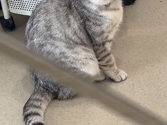 -共舞时光猫咖·狗咖(新街口店)