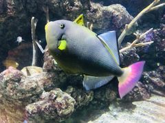 -西雅图水族馆