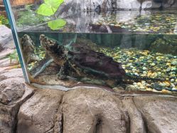 -Zoolung Zoolung动物主题公园(海信广场店)