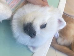 -怪兽屋·羊驼·猫咖·狗咖(俊华广场店)