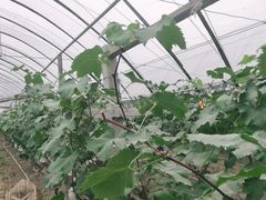 -马陆小张葡萄园农家乐