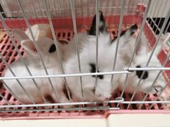 -乐宠宠物店(世纪金源店)