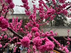 -潭柘寺景区