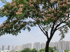 -洋湖国家湿地公园