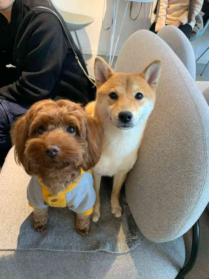 honeypuppy狗咖(建设路店)-"本来以为狗咖的水都不好喝,结果百香果