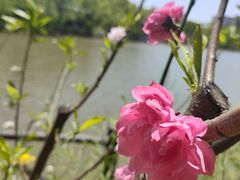 -南汇桃花村