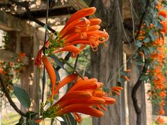 -火炉山森林公园