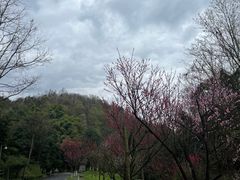 -都江堰中华大熊猫苑