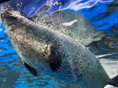 -上海海洋水族馆