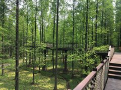 -黄海国家森林公园