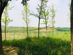 -东郊湿地公园