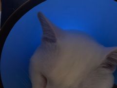 -米苏动物医院·犬猫专科·骨科外科内窥镜