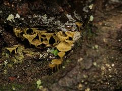 -云南屏边大围山国家公园