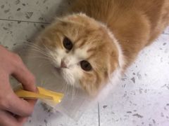 -喵园·猫主题咖啡厅·撸猫·猫咖(国贸店)