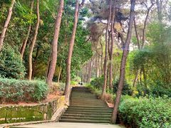 -铁山坪森林公园