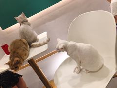 -飞行喵MR PILOT|猫舍·猫咖(静安大融城店)