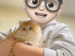 -欣宠猫屋·矮脚拿破仑·蓝金金渐层